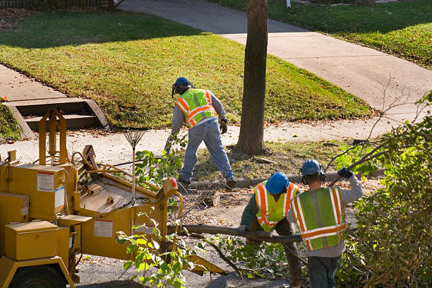 Best Utility Line Clearance  in USA